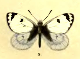 Baltia