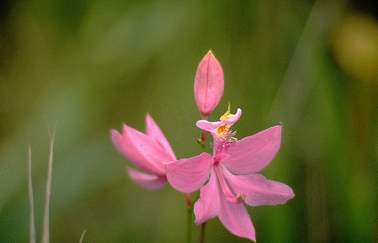 tuberous grasspink