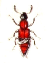 Lithocharis
