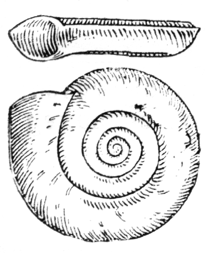 Planorbis