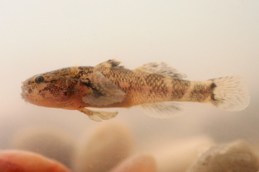 Tridentiger barbatus