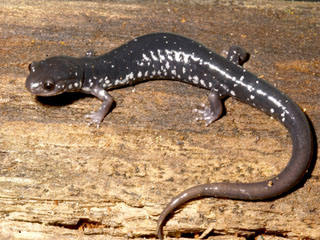 Southern Appalachian Salamander