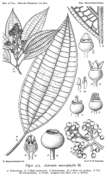 Astronia