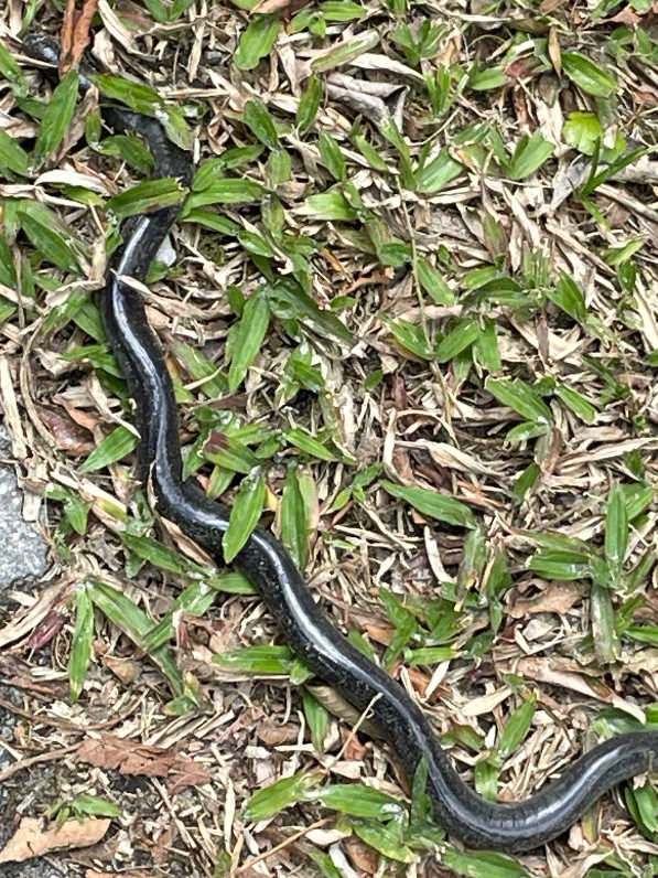 Caecilia volcani
