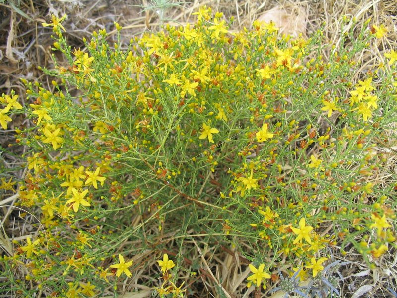 Hypericum triquetrifolium