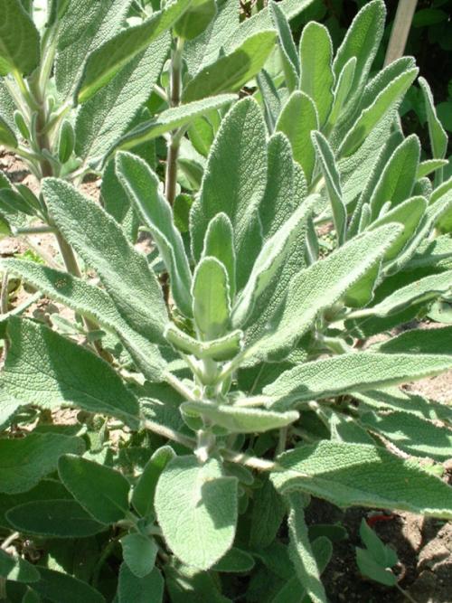Salvia candelabrum