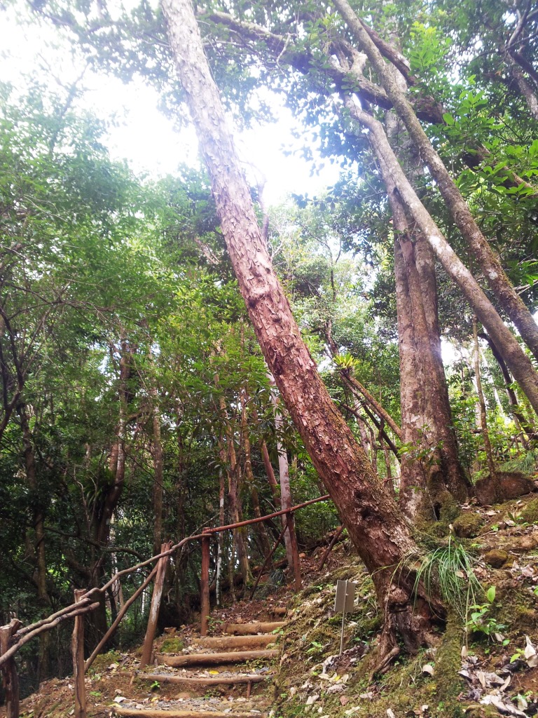Psiloxylon mauritianum