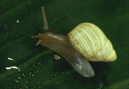 Partula