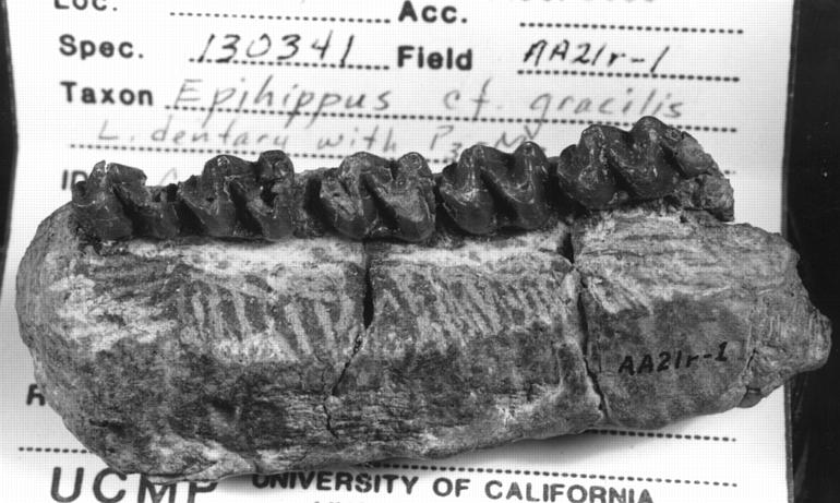 Epihippus