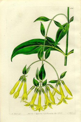 Lisianthius
