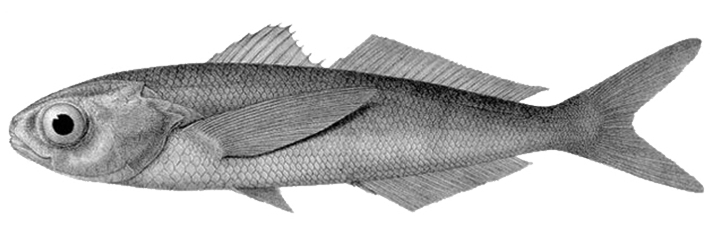 Cubiceps gracilis