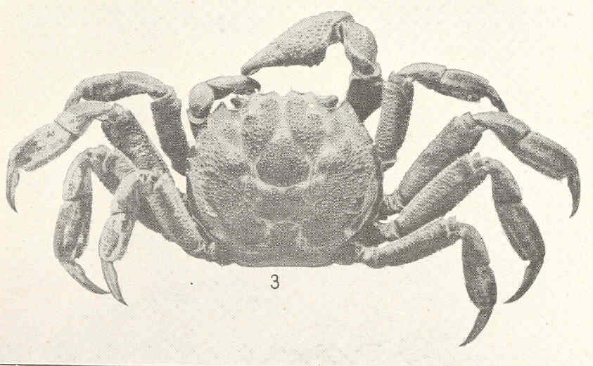 Glyptograpsidae