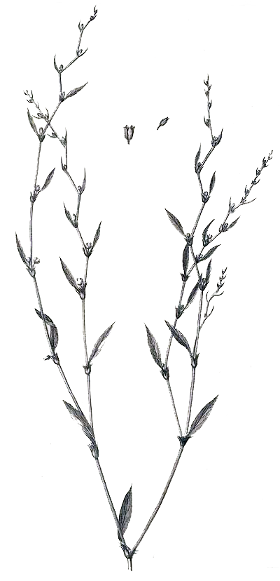 Polygonum bellardii