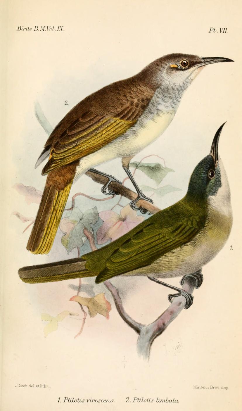 Scaly-crowned Honeyeater