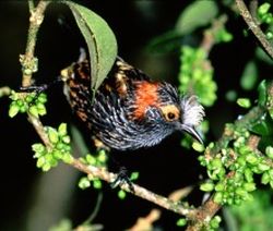 ʻAkohekohe