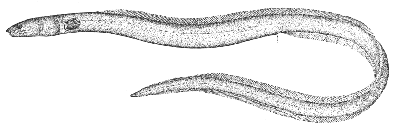 Margined snake eel