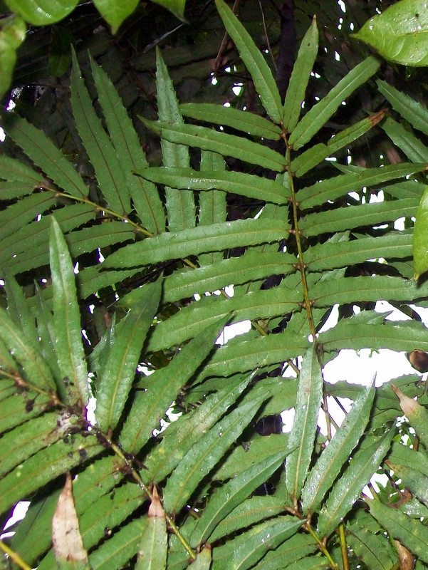 Akaniaceae