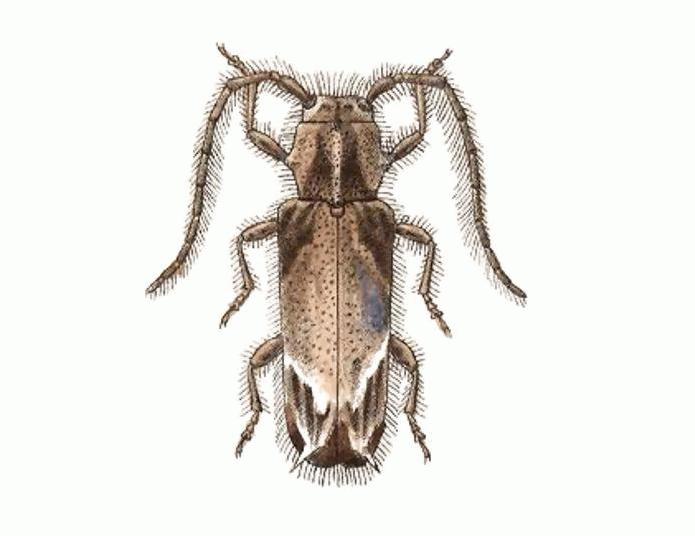 Desmiphora canescens