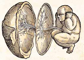 embryology
