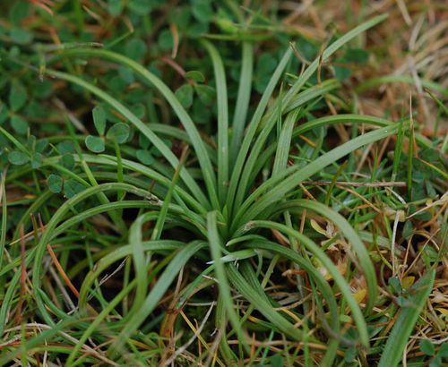 Isoetes histrix