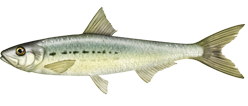 Sardinops sagax