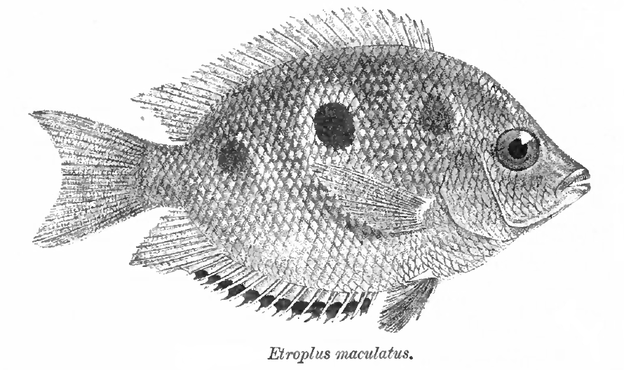 Etroplus