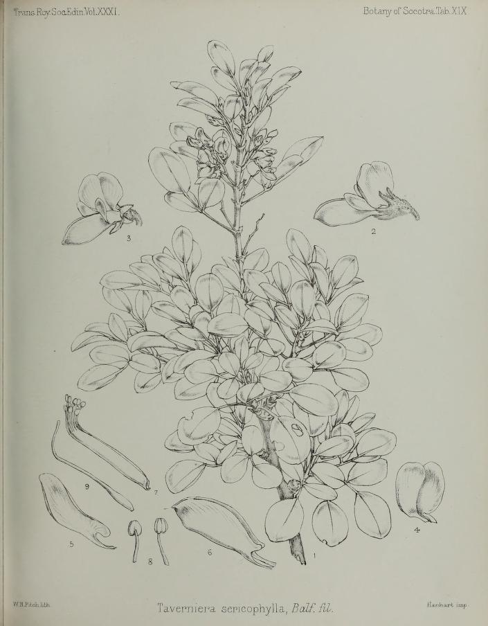 Taverniera sericophylla