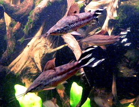 Dianema