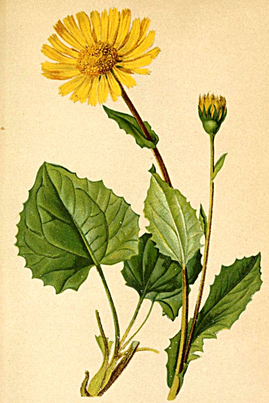 Doronicum columnae
