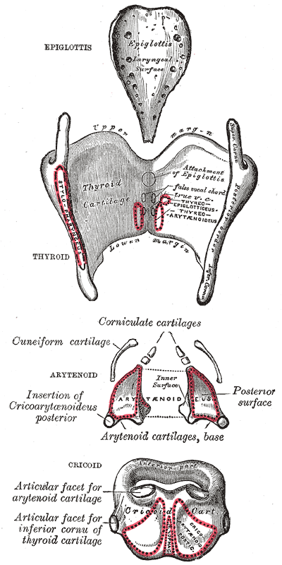 thyroid cartilage