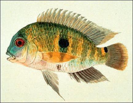 Aequidens viridis