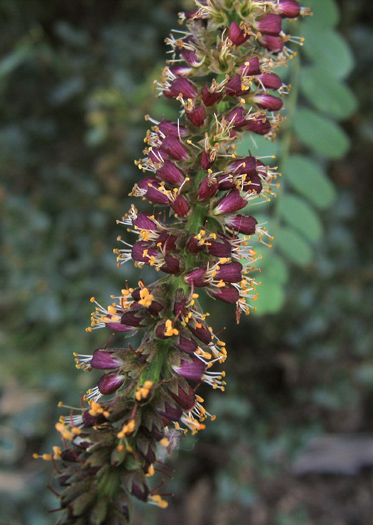 Amorpha californica