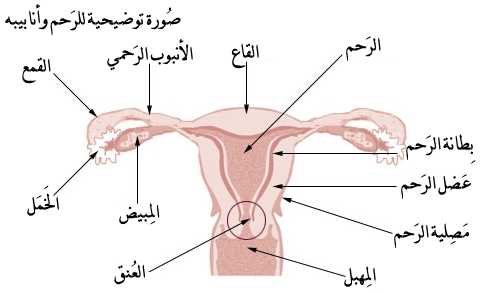 perimetrium