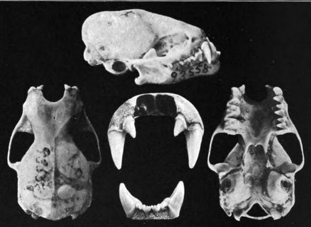 Western Yellow Bat