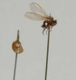 Phytomyza chaerophylli
