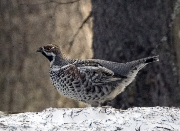 Hazel Grouse