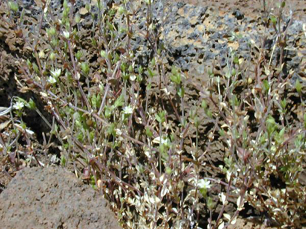 Thyme-leaved Sandwort