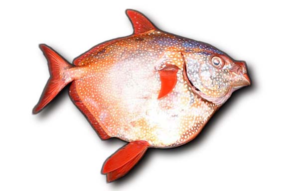 Lampridae