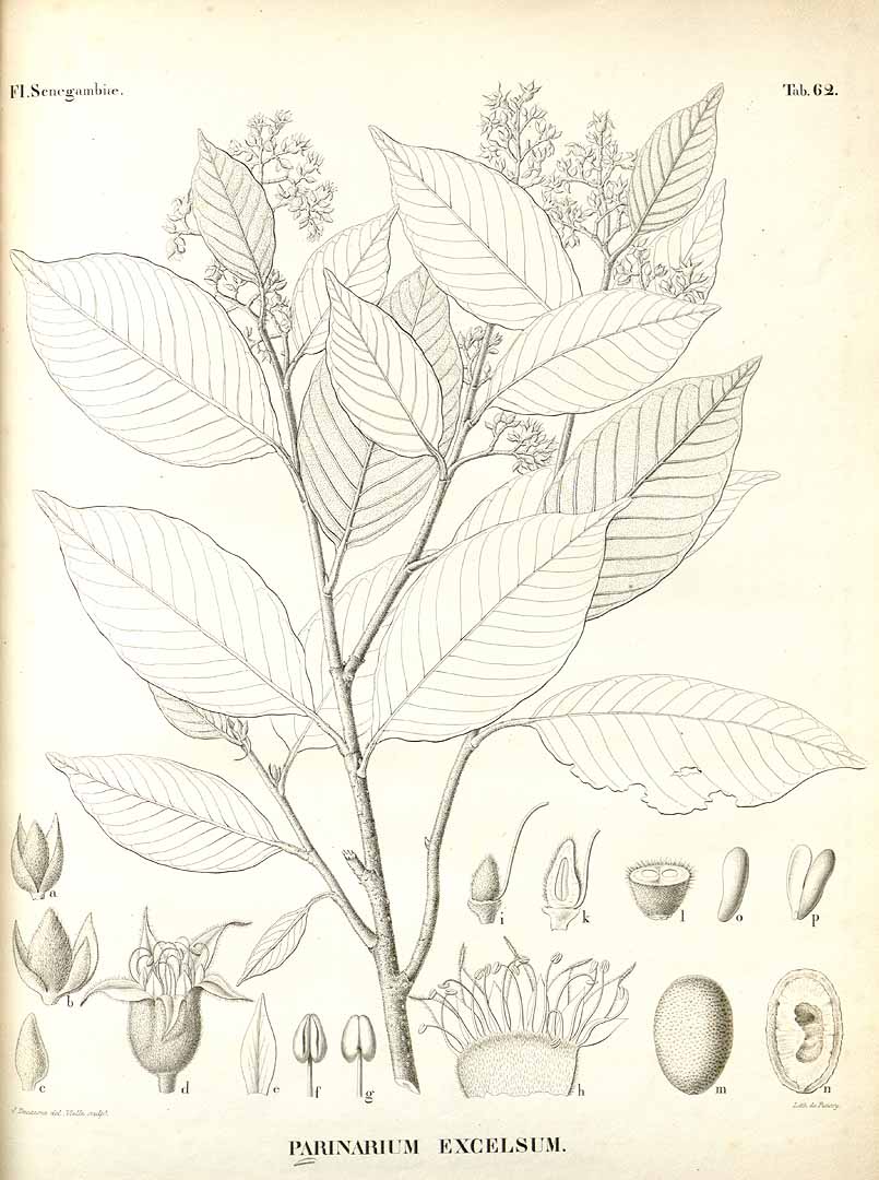 Parinari excelsa