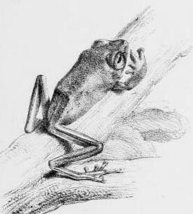 Pseudophilautus femoralis