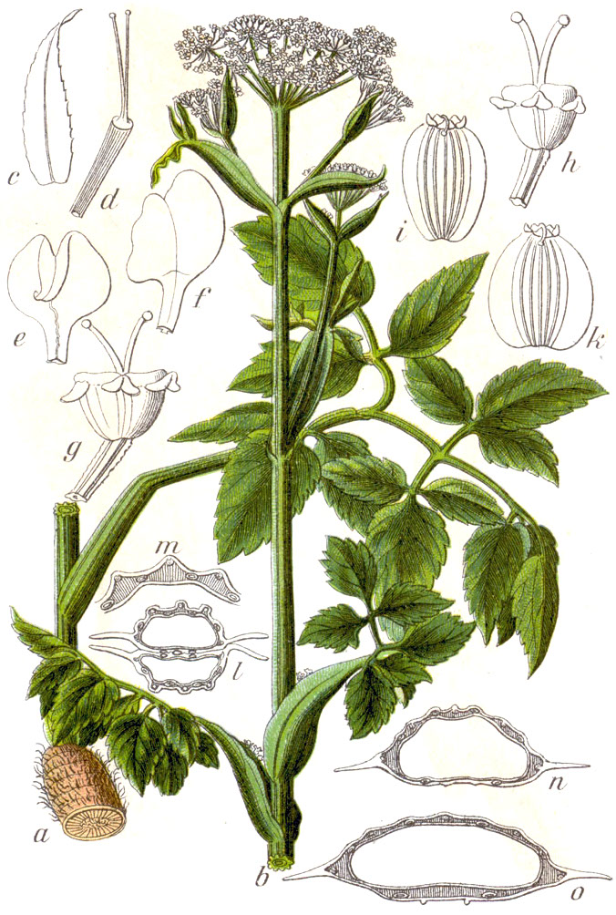 Angelica palustris
