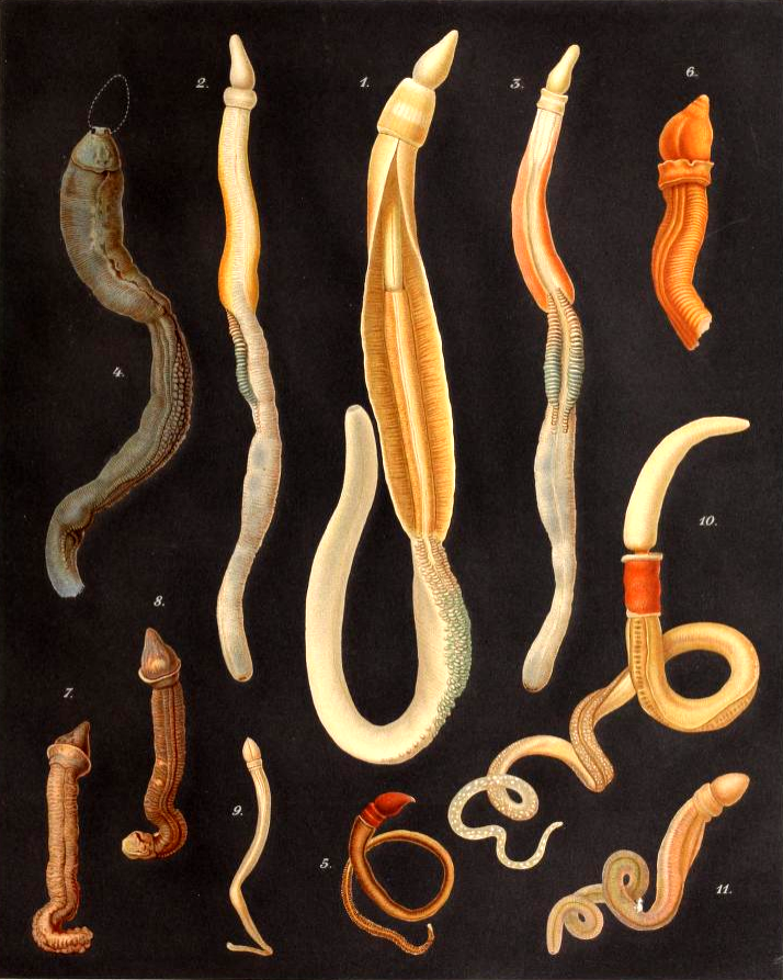 Enteropneusta