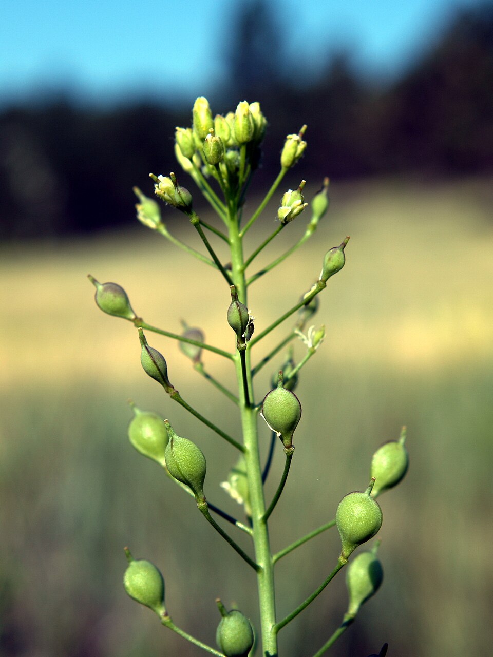 Camelina microcarpa