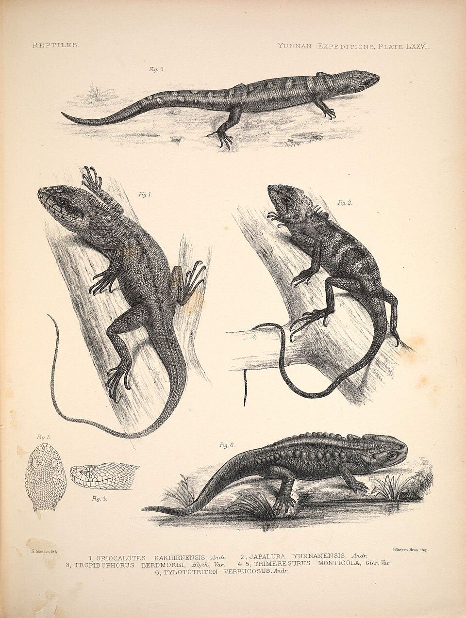 Pseudocalotes