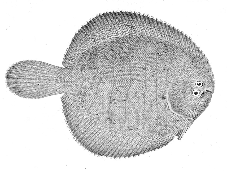 Achirus mazatlanus