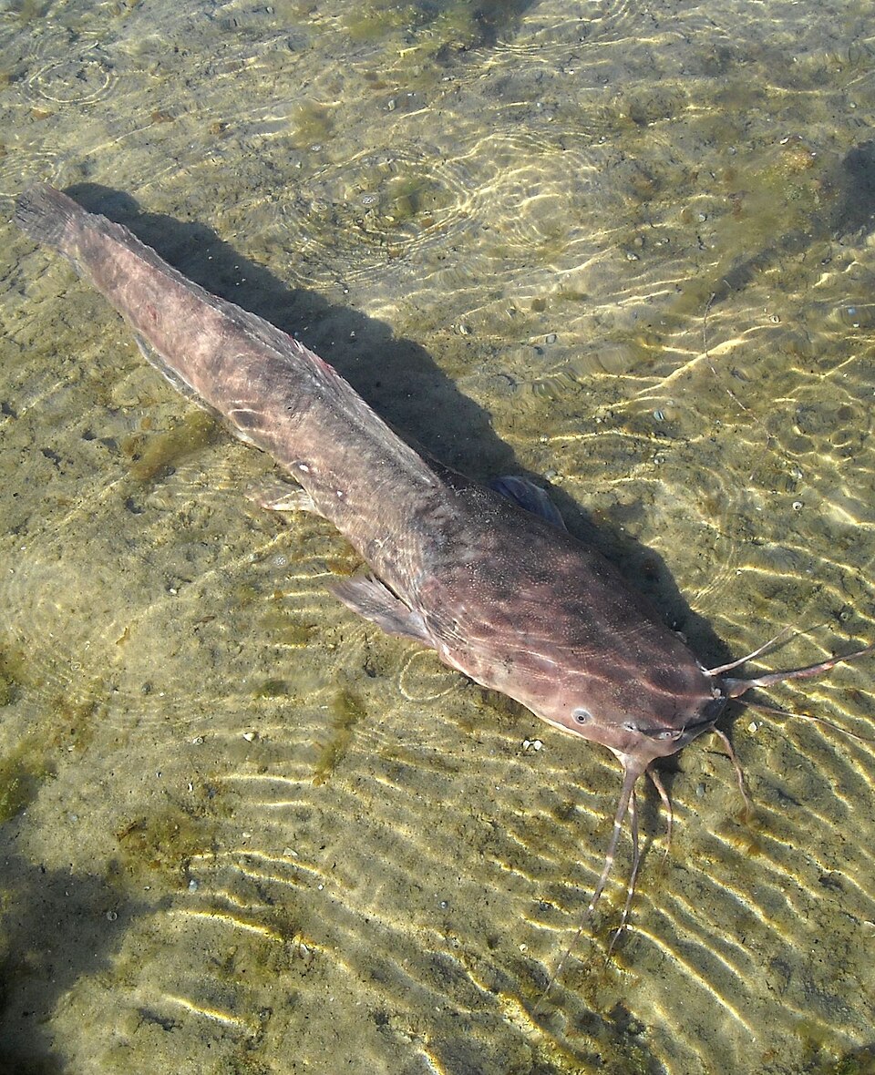 Clarias