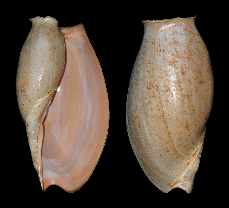Cymbium