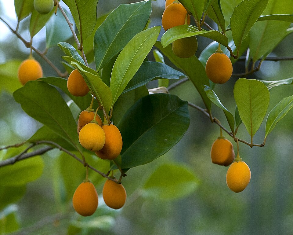 Goetzea