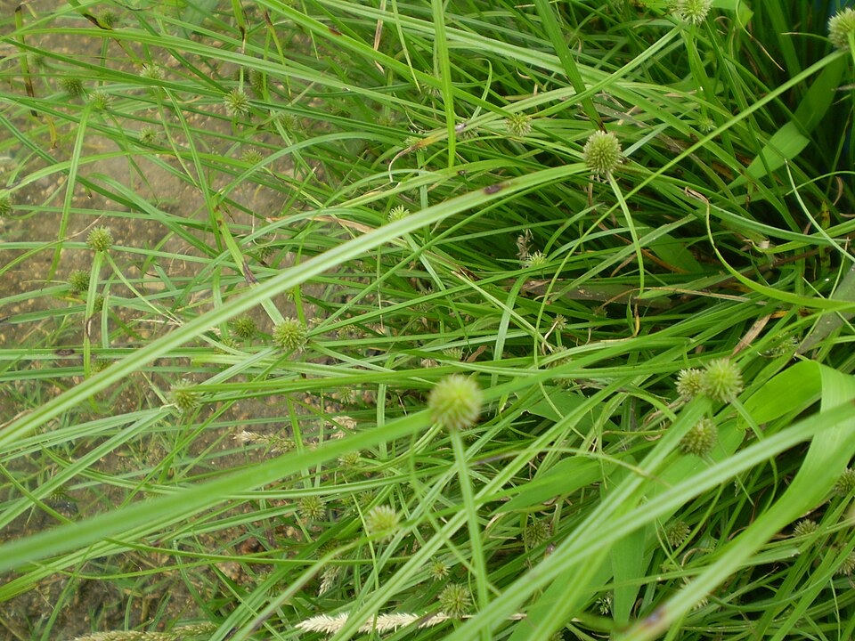Kyllinga brevifolia