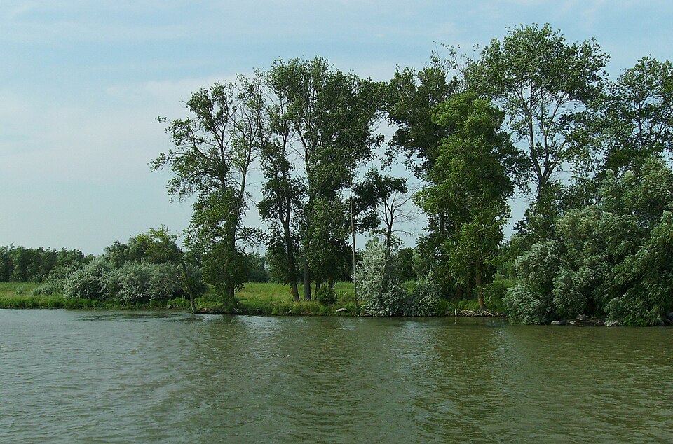 Letea Forest